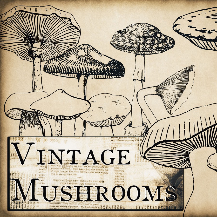 Vintage Mushrooms Brushes